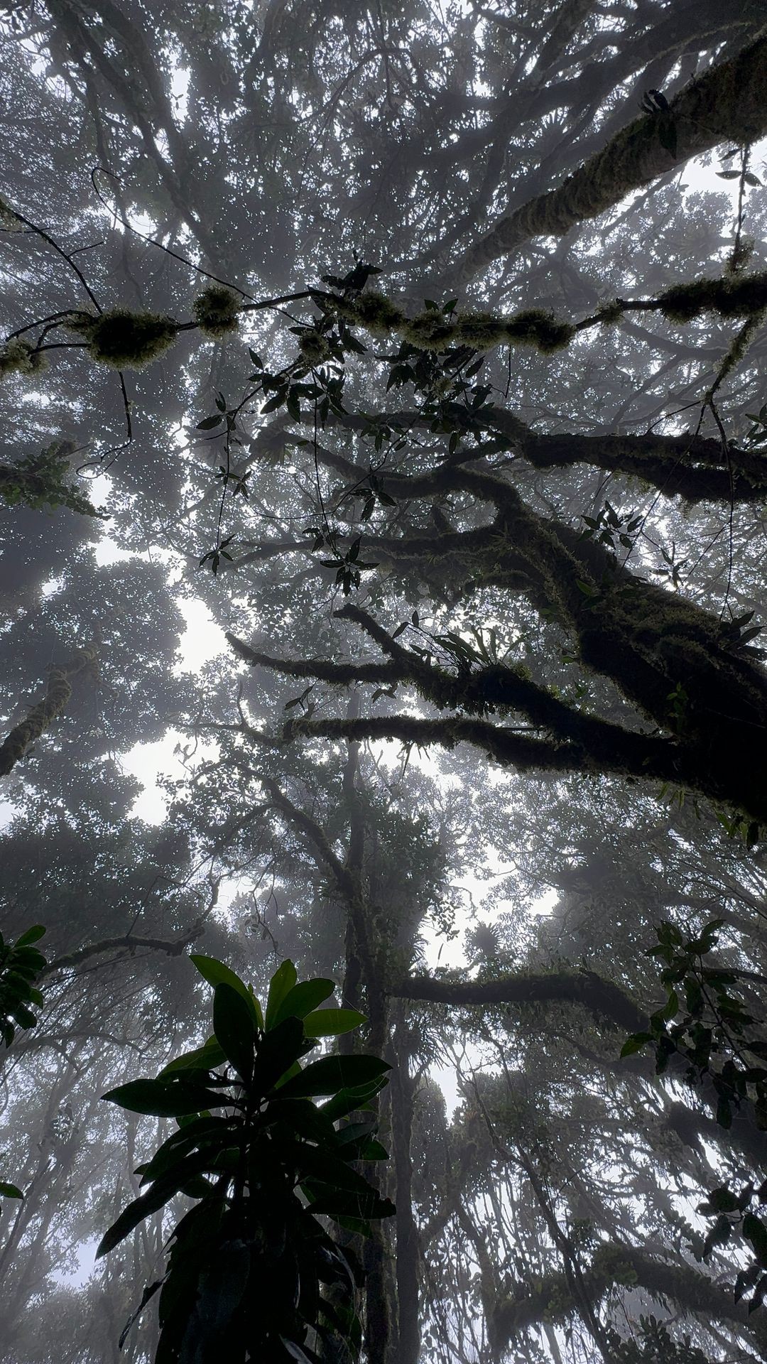 Exploración de Bosques de Niebla