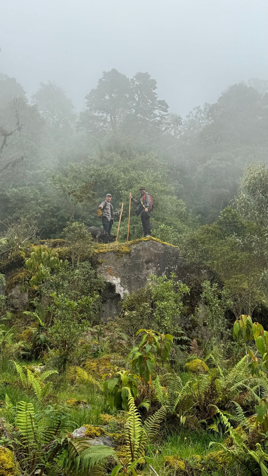 Exploración de Bosques Nativos