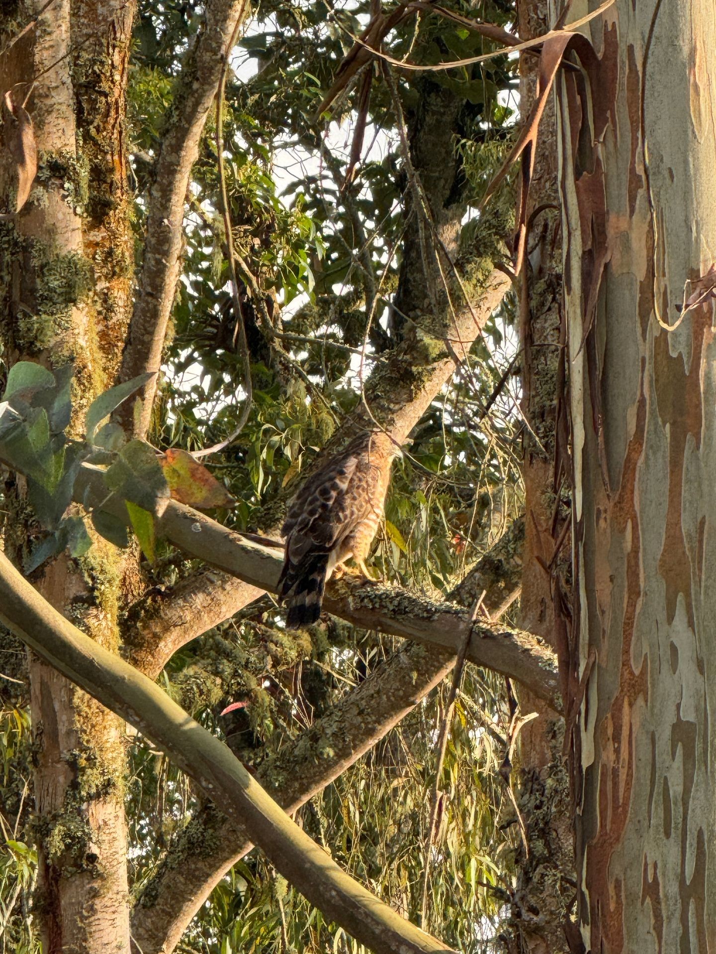 Observación de Fauna Silvestre